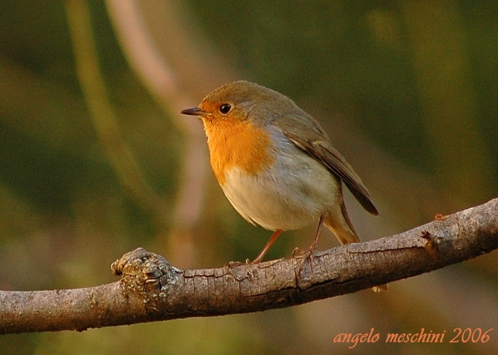 Pettirosso Erithacus rubecula. frames.